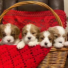 Cavalier King Charles Spaniels and Cavapoos from April’s Cavaliers/Cavapoos