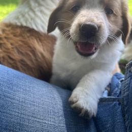 English Shepherd Puppies from LiquidMoon English Shepherds