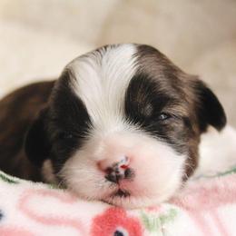 Dock - Brown male Shichon puppy in Pennsylvania from Manor Hills Shih Tzus