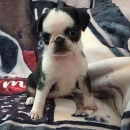 Hershey - Black female Pug puppy in East Bernstadt, Kentucky from Sundance Pugs