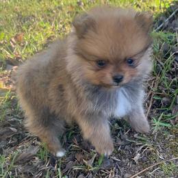 Smallest male - Beaver sable male Pomeranian puppy in Gadsden, Alabama from Rich Cat’s