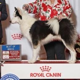 Bori - Yakutian Laika