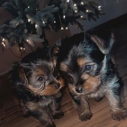 Yorkshire Terrier Puppies from Sasha's Yorkie Pups