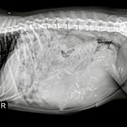 Miniature Schnauzer puppies from Black Gold Miniature Schnauzers