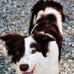 Border Collie All Grown Up from Buck Branch Border Collies