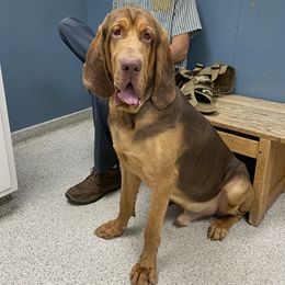 Pickett - Australian Cattle Dog