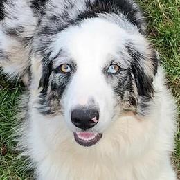 Australian Shepherds from Spots N Splashes