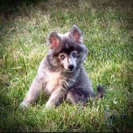Storm, wolf Silver Pomsky - Silver female Pomsky puppy in Perkins, Oklahoma from A-Dream Pomsky Kennel