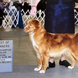 Tally - Nova Scotia Duck Tolling Retriever