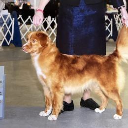 Tally - Nova Scotia Duck Tolling Retriever