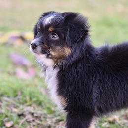 Miniature American Shepherd, Miniature Australian Shepherd, and Toy Australian Shepherd Puppies from Shooting Stars Ranch Toy and Mini Aussies
