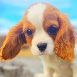 Block - Blenheim male Cavalier King Charles Spaniel puppy in Watsontown, Pennsylvania from Huntsman Cavaliers