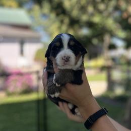 Girl 1 - Black rust and white female Bernese Mountain Dog puppy in New Haven, Indiana from Milan Berners