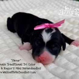 Favor - Tri-color female Bernedoodle puppy in Orange, Texas from Walk with Me Doodles