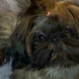 Jezebel - Shih Tzu