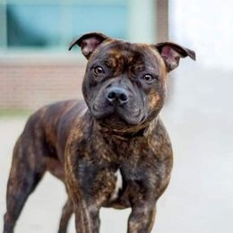 Kelli - Staffordshire Bull Terrier