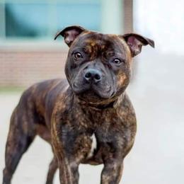 Kelli - Staffordshire Bull Terrier
