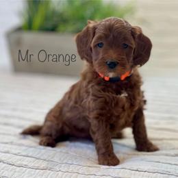 Mr Orange - Red  male Goldendoodle puppy in South Jordan, Utah from JD Goldendoodles