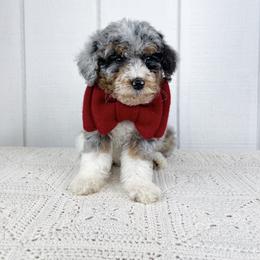 Alpine - Blue merle male Aussiedoodle puppy in Omro, Wisconsin from Crystal Ridge Doodles