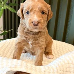 Rad - Apricot male Goldendoodle puppy in Van Alstyne, Texas from Forest Haven Doodle Co.
