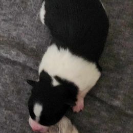 Pomeranian Puppies from PepperJack Poms