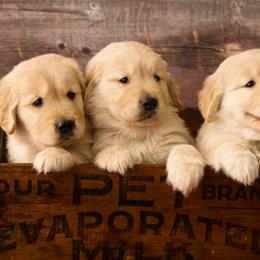 Golden Retrievers from Suthern Gold Golden Retrievers