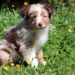 RMF1 - Red merle female Australian Shepherd puppy in Chehalis, Washington from Wandering Acres Ranch