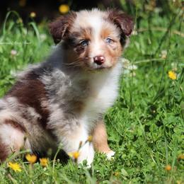 RMF1 - Red merle female Australian Shepherd puppy in Chehalis, Washington from Wandering Acres Ranch