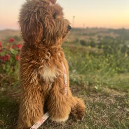 NOVA - Goldendoodle