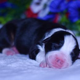 Girl 3 - Black tri-color female Australian Shepherd puppy in Easton, Missouri from MMA Kennel