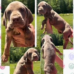 Lassie - Silver female Great Dane puppy in Wellsville, New York from Prophecy Danes
