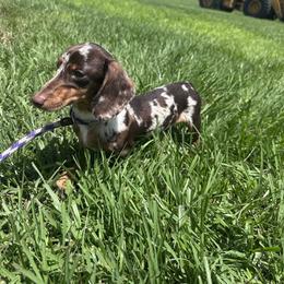 Cosmo - Dachshund
