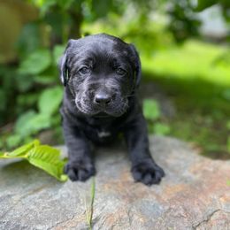 English Springer Spaniel and Labrador Retriever Puppies from Buffie Gonzales