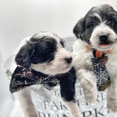 Bernedoodle, Bordoodle, and Poodle Puppies from Divine Doodles
