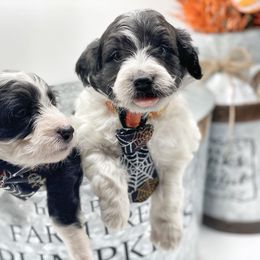 Bernedoodle, Bordoodle, and Poodle Puppies from Divine Doodles