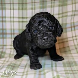 Onyx - Black male Cockapoo puppy in Sunset, Louisiana from Cano Cockapoos