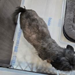Shih Tzu puppies from Cooley's Cuddle Pups