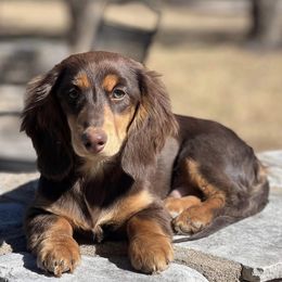 Ripp - Dachshund