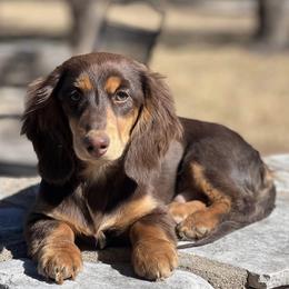 Ripp - Dachshund