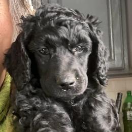 Elmo - Black male Poodle puppy in Greenwich, New York from MizzElle’s Standard Poodles