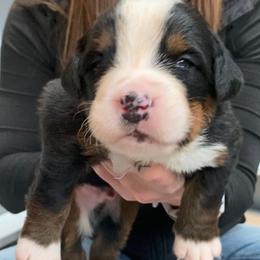 Green Collar Male - Black rust and white male Bernese Mountain Dog puppy in Bristol, Tennessee from Holston Hollow Farm