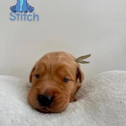 Stitch - Golden male Golden Retriever puppy in Simpsonville, South Carolina from Upstate Revival Retrievers