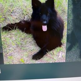 German Shepherd puppies from Central Florida Shepherds