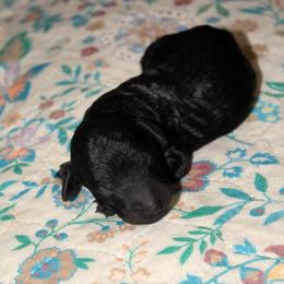 Girl 3 - female Goldendoodle puppy in Huntingdon, Tennessee from McCaslin's Doddles