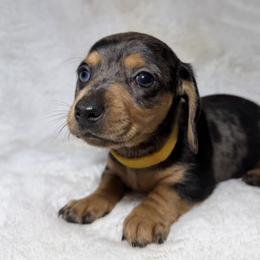 Dachshund Puppies from KC Doxies
