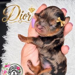 Dior - Merle female Cavapoo puppy in Cameron, South Carolina from Sassy Sailor & Company