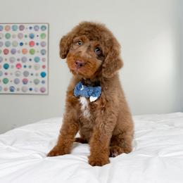 Dobby - male Golden Mountain Doodle puppy in Murray, Utah from Good Looking Dogs