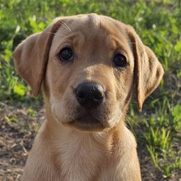Labrador Retrievers from MNJ Labradors