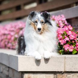 Emily - Shetland Sheepdog