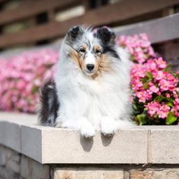 Emily - Shetland Sheepdog